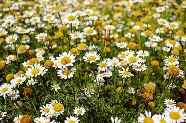 Grass plant field lawn Photo