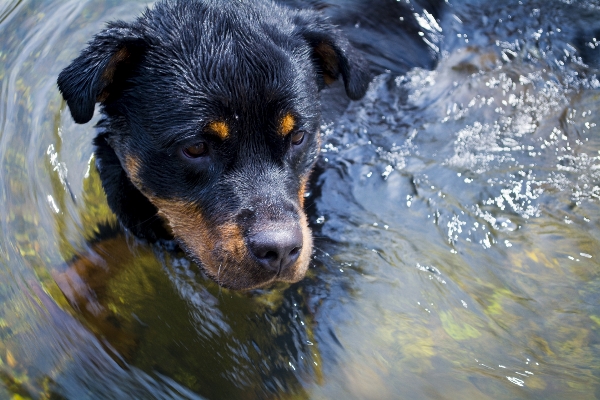 Foto Air alam anak anjing