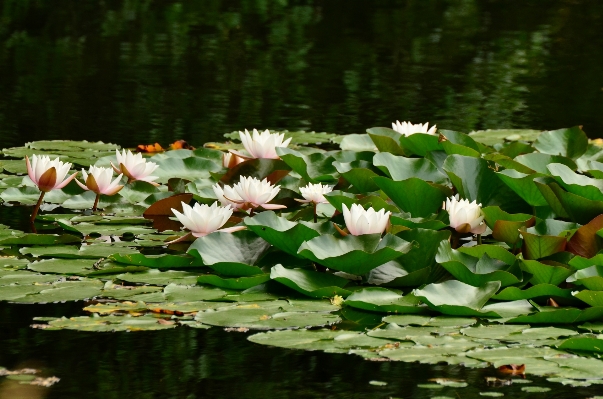 Water nature grass blossom Photo