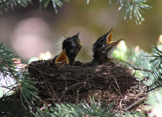 木 自然 ブランチ 鳥 写真