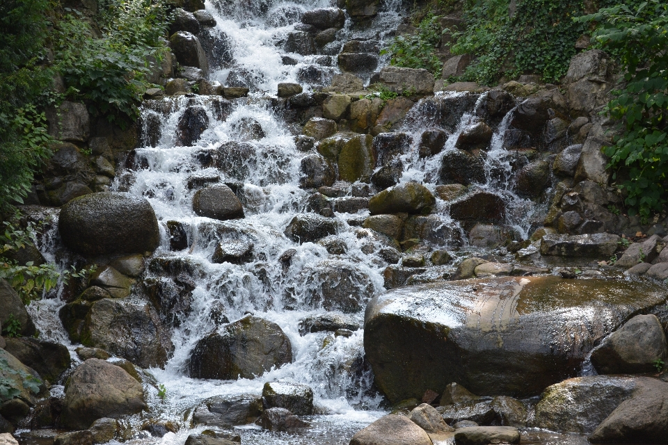 Tree water nature forest