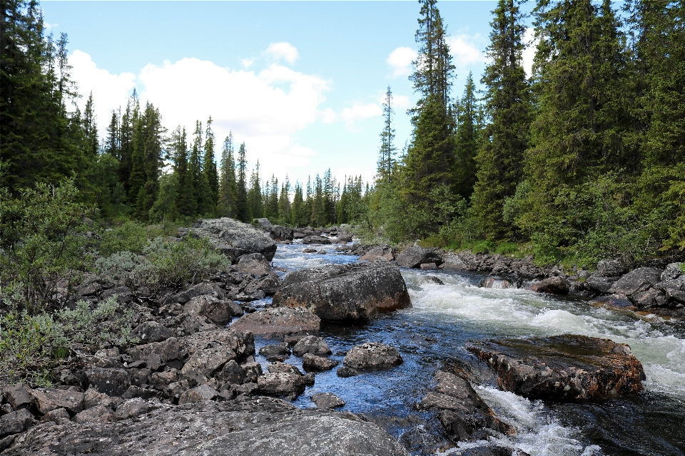 Nature forest rock creek