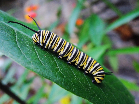 Foto Natureza folha animais selvagens verde