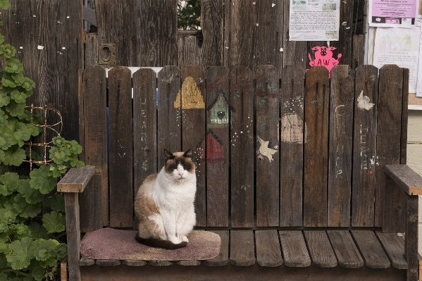 Bench sweet animal cute Photo