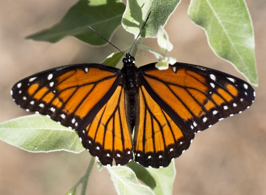 Nature blossom wing plant Photo