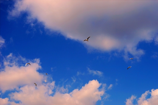 Foto Alam burung sayap awan