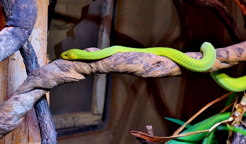 Natura oddział zwierzę zielony