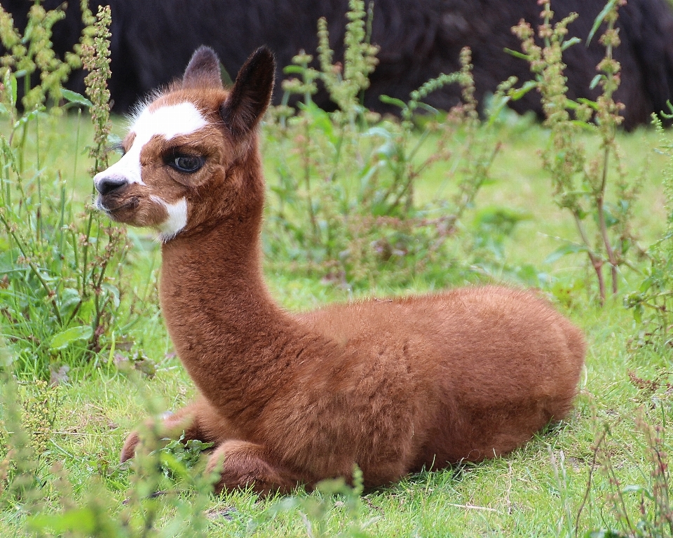 Naturaleza dulce animal lindo