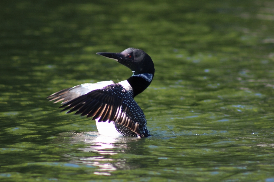 Natur vogel flügel see