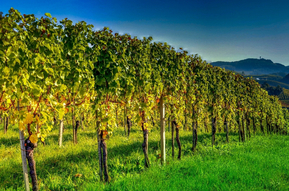 árbol planta vine viñedos