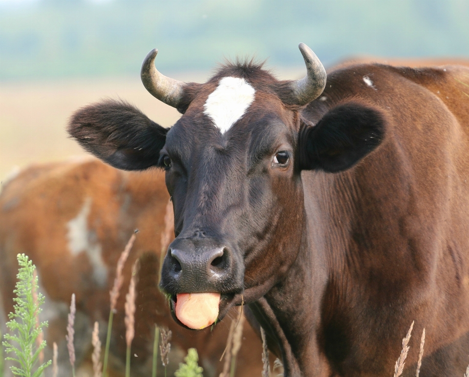 Meadow animal wildlife horn