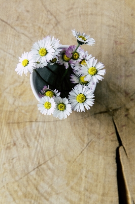 Table blossom plant wood Photo