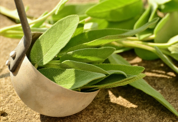 Grass plant leaf flower Photo