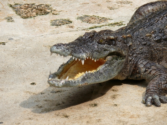 Foto Animais selvagens jardim zoológico réptil fauna