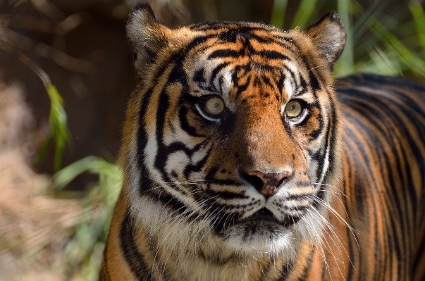 Photo Animal asiatique faune zoo