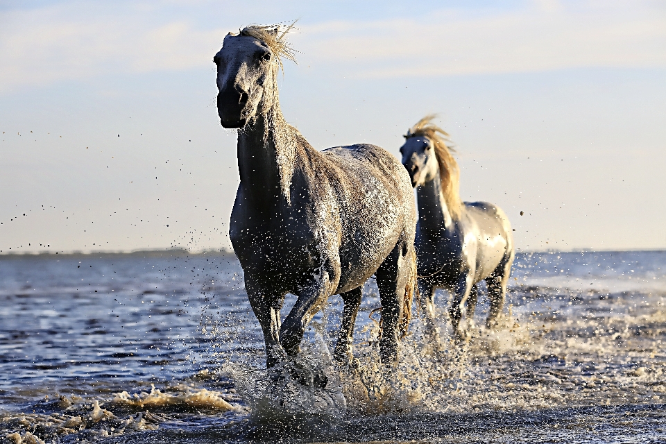 Sea white wildlife herd