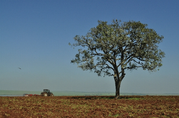 Work landscape tree nature Photo