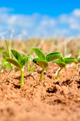 Foto Césped planta campo granja