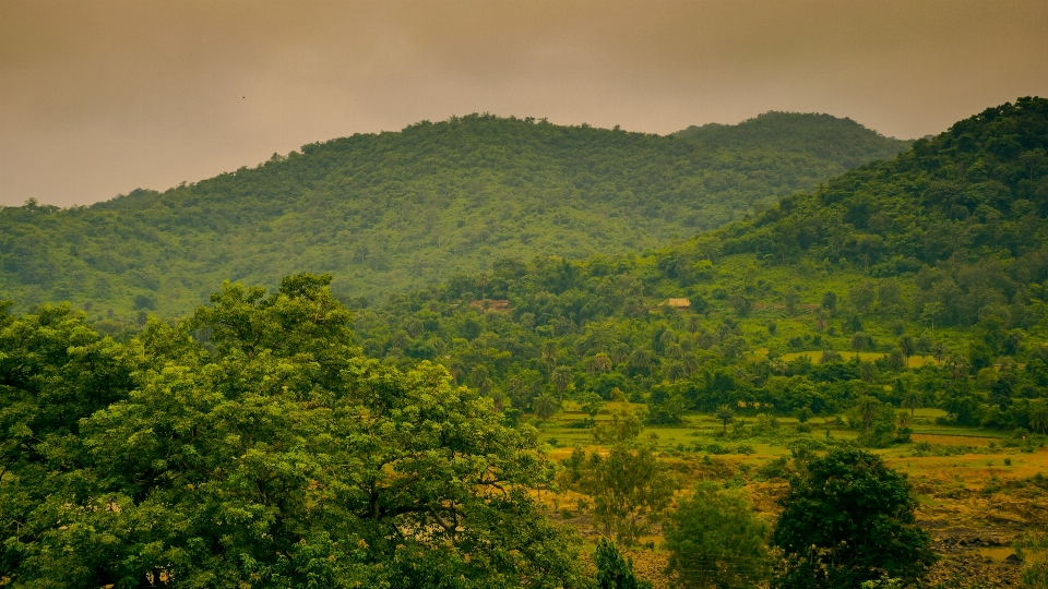 Landscape tree nature forest