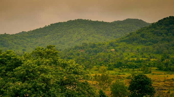 Landscape tree nature forest Photo