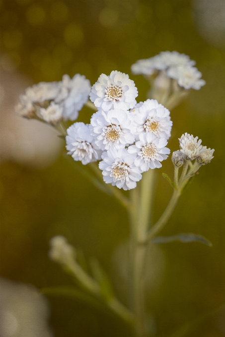 Natur zweig blüte anlage