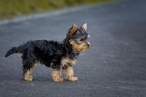 Foto Camino dulce cachorro perro