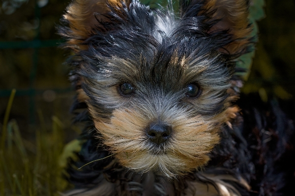 Foto Manis anak anjing satwa