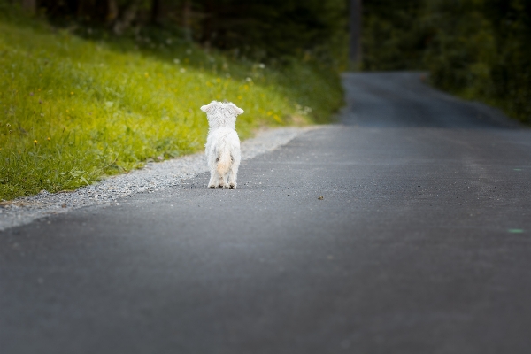 Foto Jalan putih anjing satwa