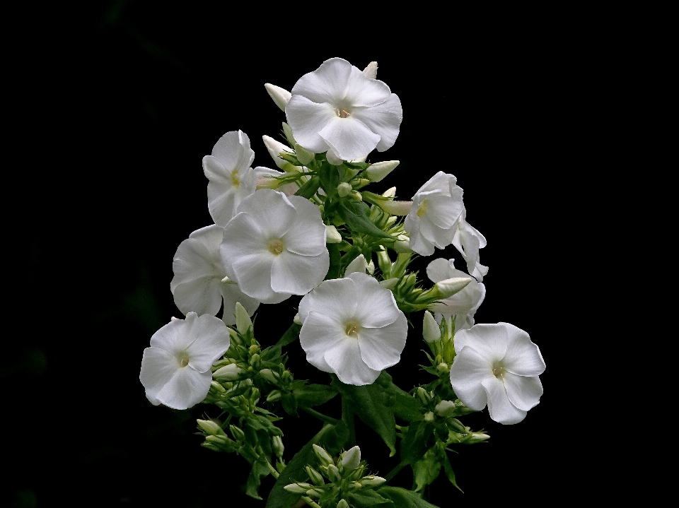 自然 アウトドア 花 植物