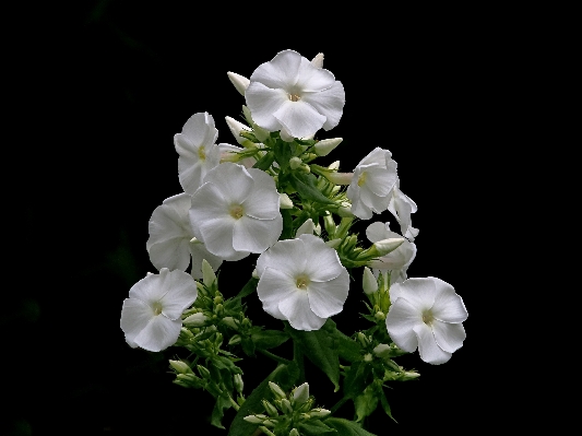 Nature outdoor blossom plant Photo