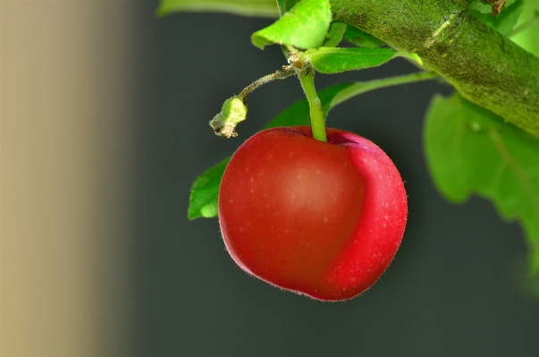 木 ブランチ 植物 フルーツ 写真