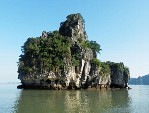 海 海岸 木 rock 写真