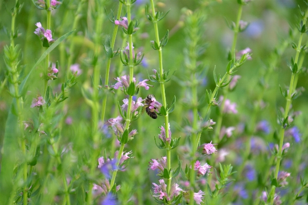 Grass plant field meadow Photo