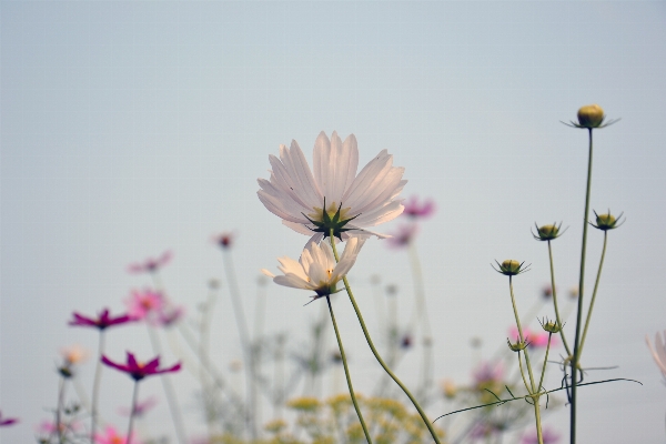 Nature branch blossom plant Photo