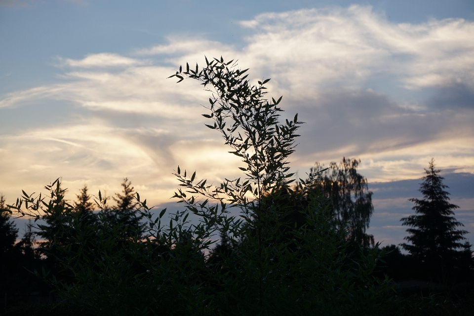 Landscape tree nature grass