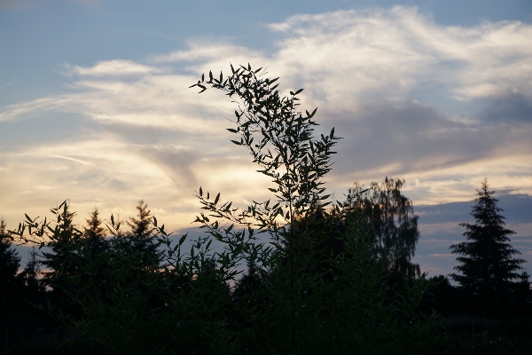 Landscape tree nature grass Photo