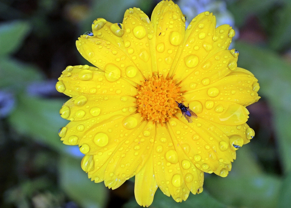 Fiore pianta petalo fioritura