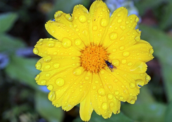 Blossom plant flower petal Photo