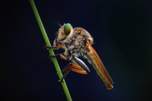 Foto Alam fotografi satwa terbang