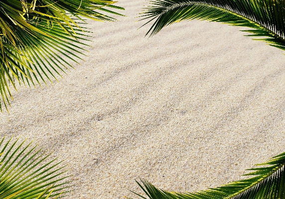 Tree grass sand branch Photo