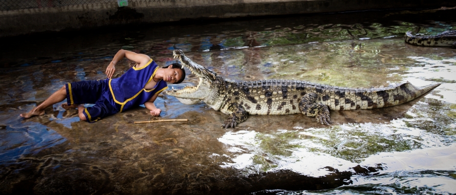 Foto Hombre fauna silvestre espectáculo reptil