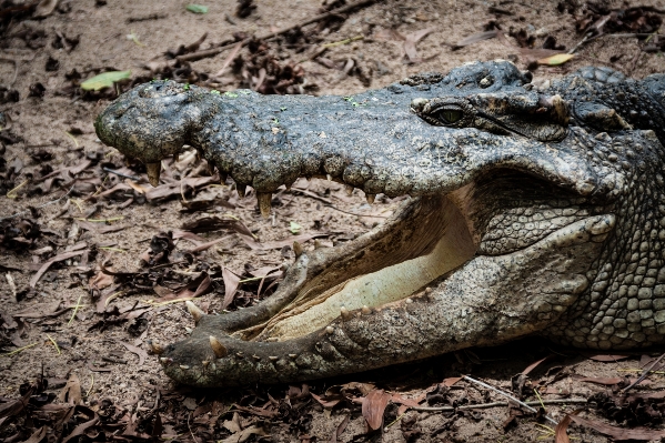 Yaban hayatı sürüngen fauna timsah Fotoğraf