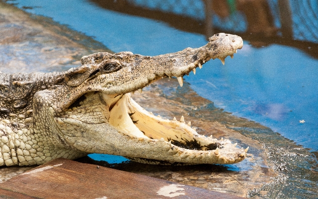 Yaban hayatı hayvanat bahçesi sürüngen fauna Fotoğraf