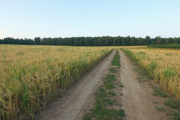 Landscape nature grass marsh Photo