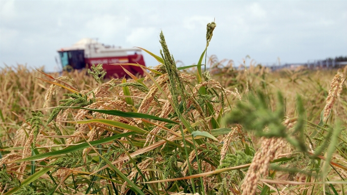 Grass plant field farm Photo