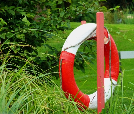 Water grass lawn ring Photo