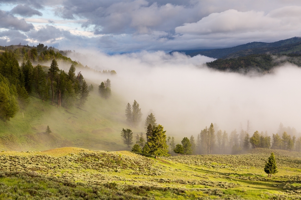 Mann landschaft baum natur