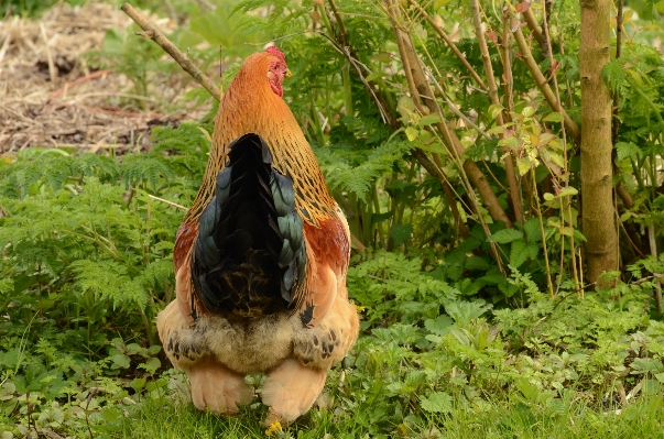 鳥 野生動物 密林 フェザー 写真