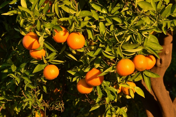 Tree branch plant fruit Photo