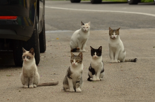 Street pet kitten cat Photo